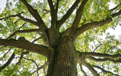What We Can Learn From The OAK!