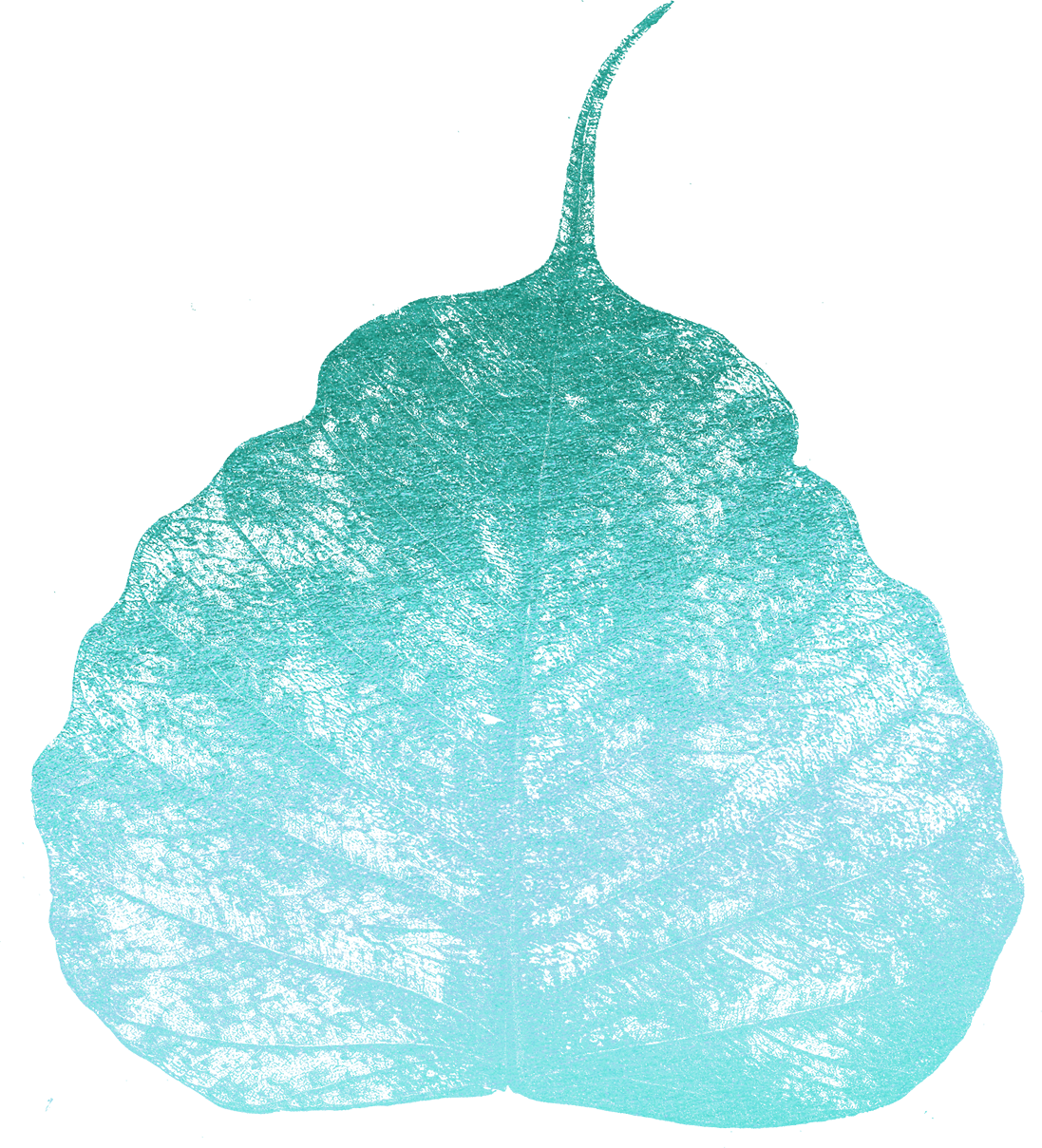 Blue-Leaf-1