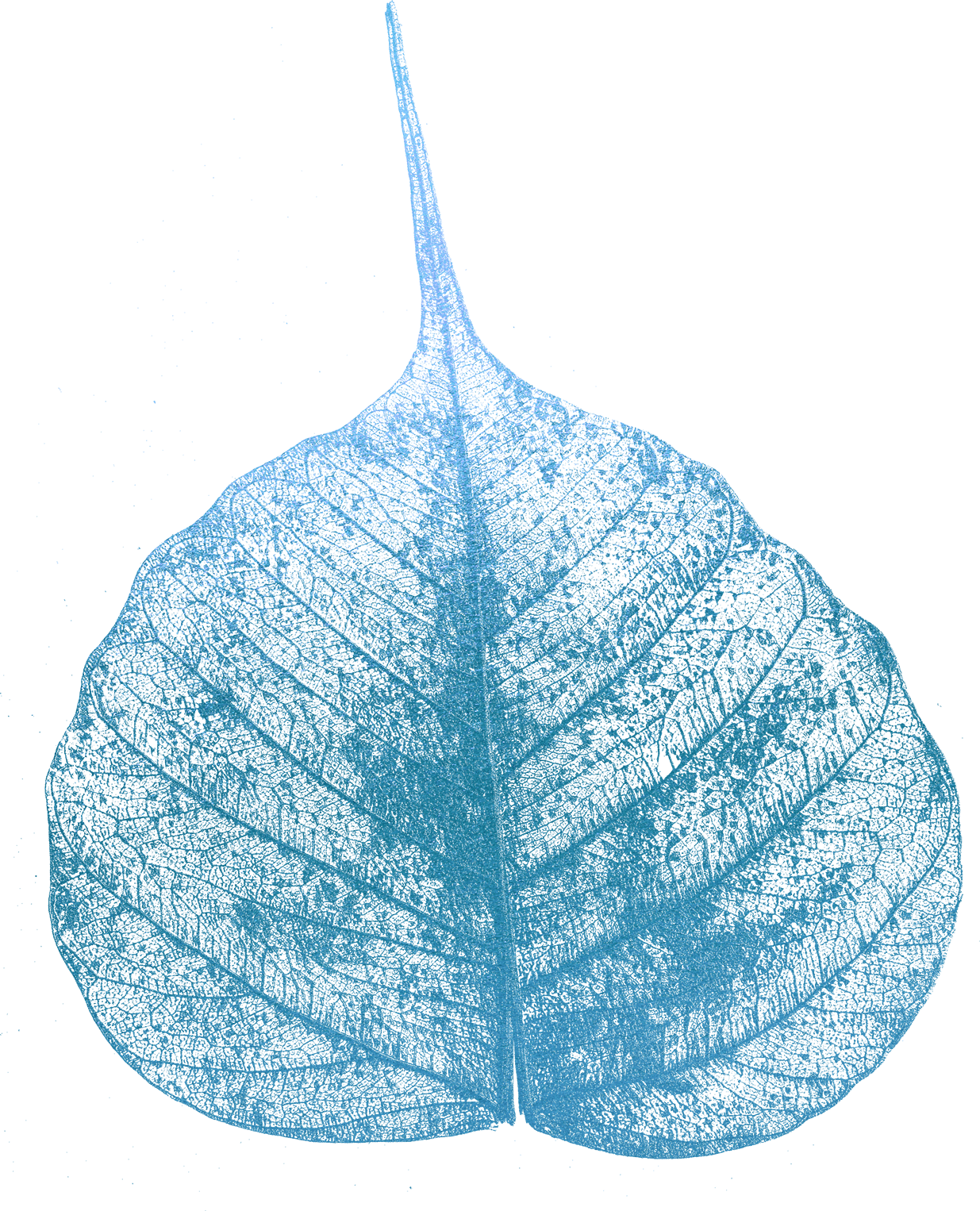 Blue-Leaf-2