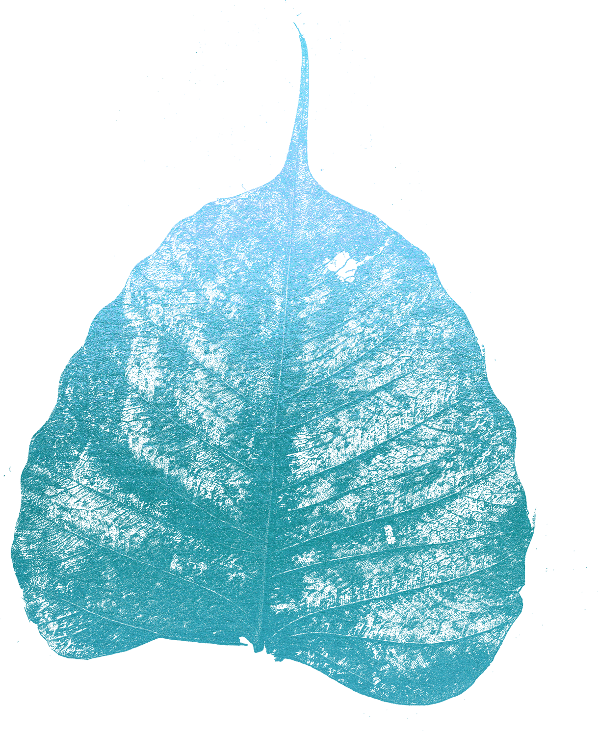 Blue-Leaf-3